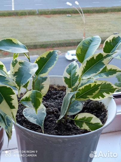 Фикус бенджамина