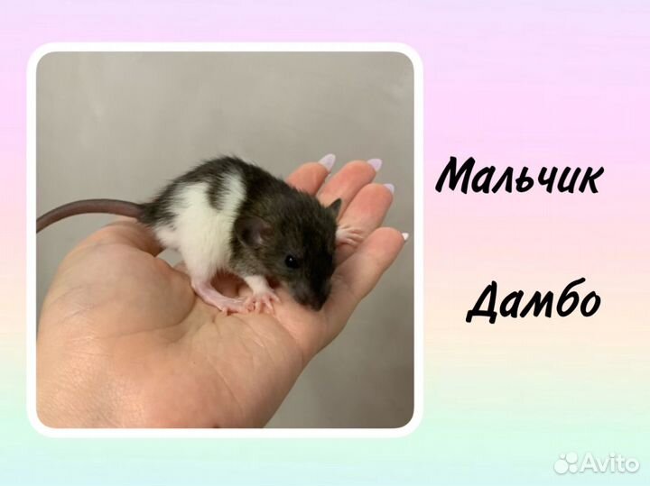 Крысята / мальчики / дамбо / ручные