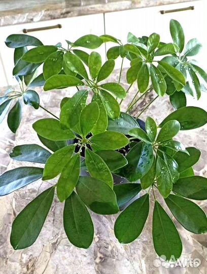 Шефлера Комнатные растения Цветы