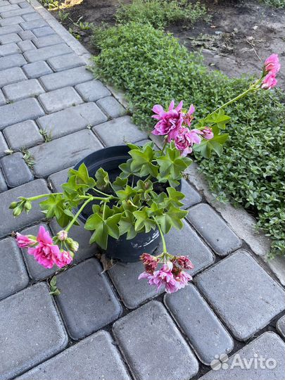 Пеларгония сортовая большие кусты