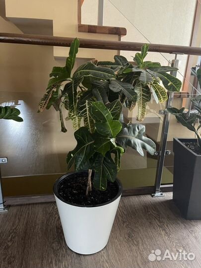 Кодиеум кротон