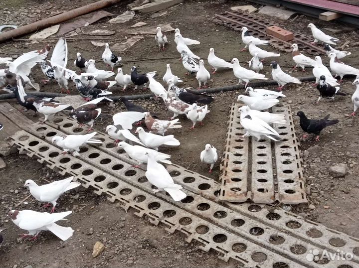 Породистые голуби