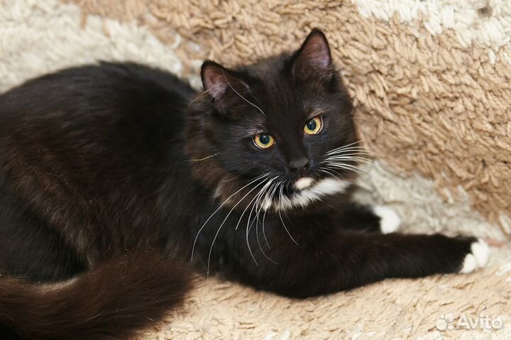 Маша ищет дом