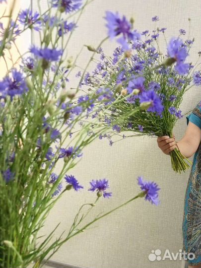 Букет из васильков