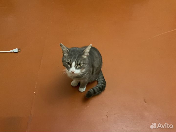 Кота в добрые руки