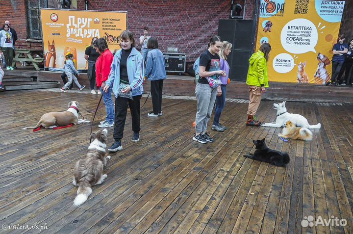 Кинолог. Дрессировка собак