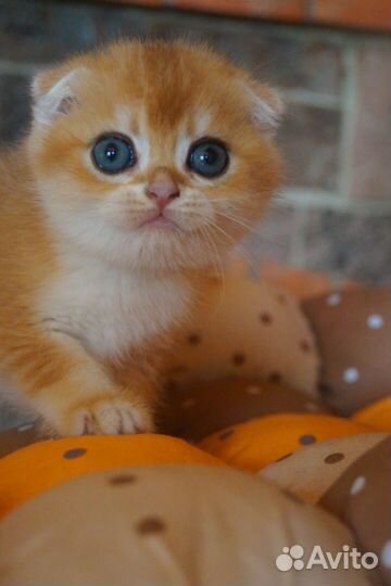 Шикарный котёнок