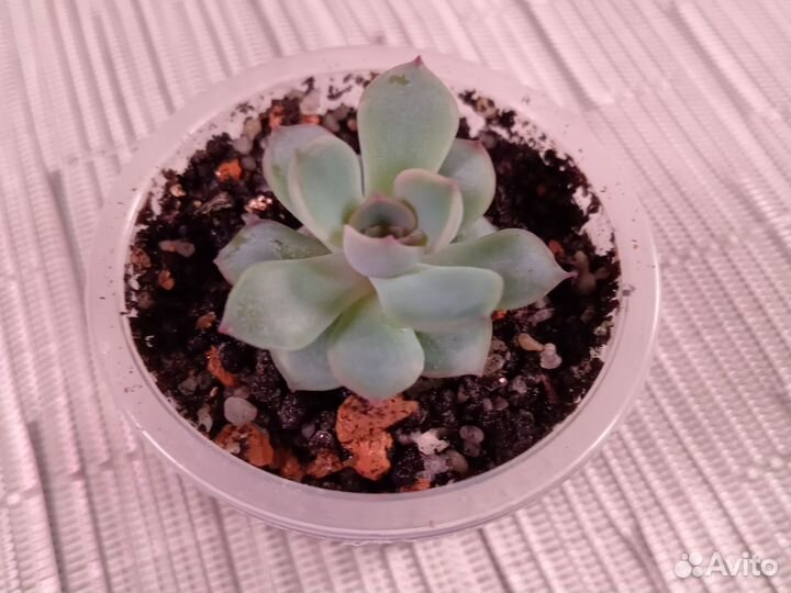 Суккуленты