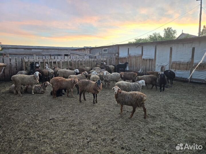 Бараны до года 40шт