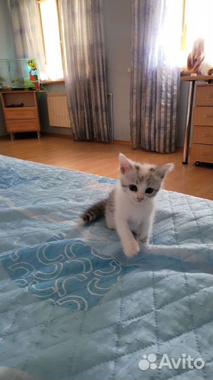 Отдам бесплатно котят