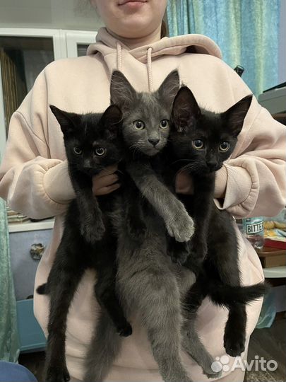 Котята в добрые руки приучены к лотку