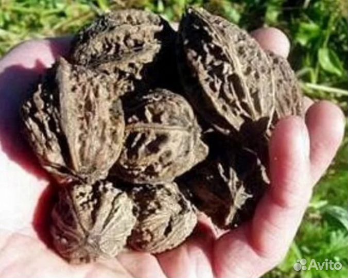 Саженцы маньчжурского ореха и орех краснолистный