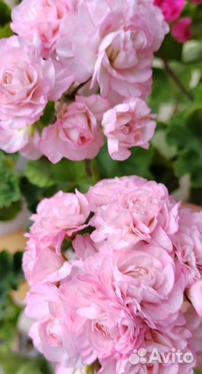 Сортовые пеларгонии