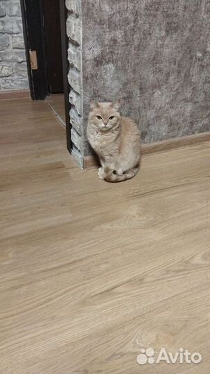 Потерялась кошка