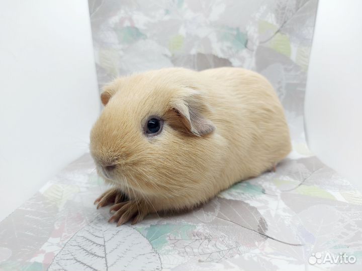 Морская свинка