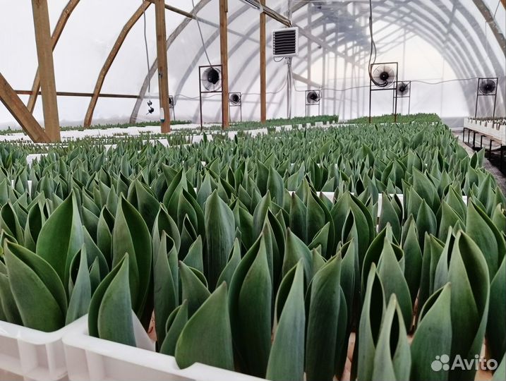 Тюльпан на 8 марта оптом и в розницу