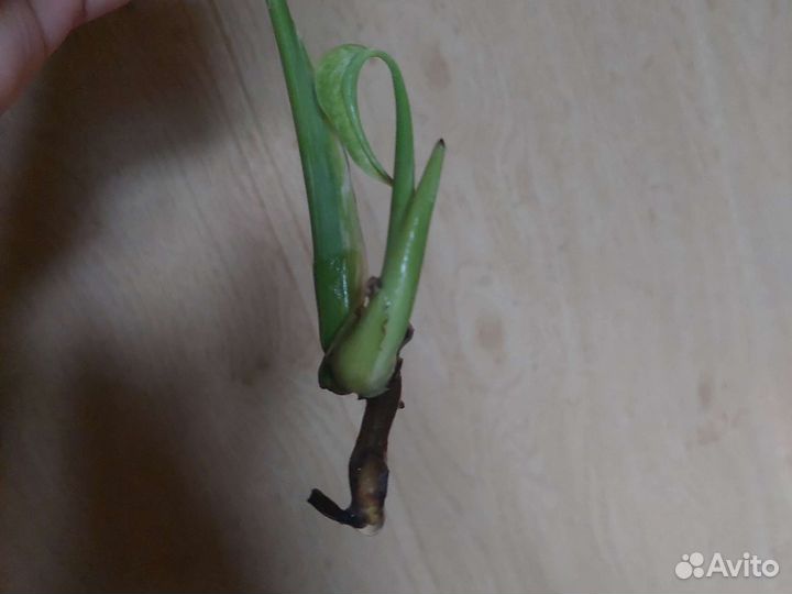 Монстера Альба