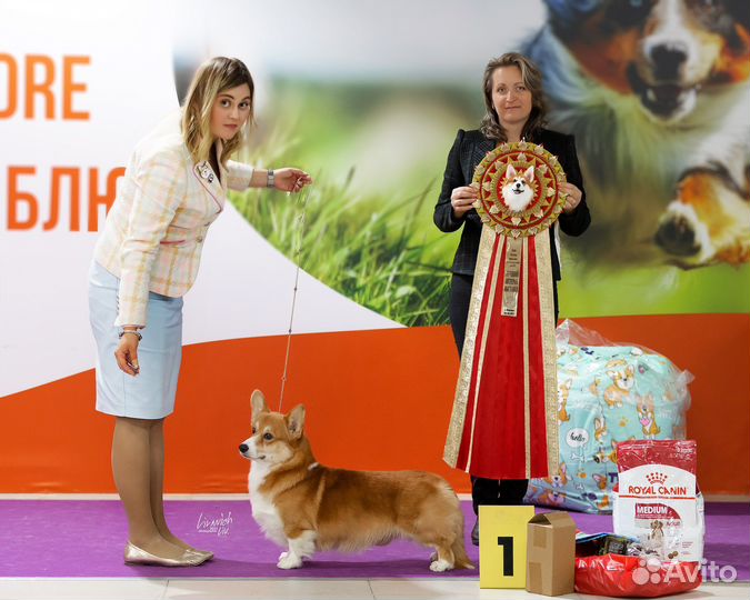 Профессиональный Хендлер