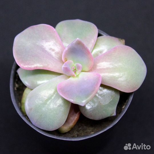 Эхеверия магия нежности суккуленты комнатные цветы