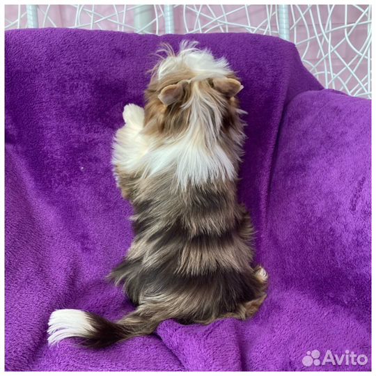 Мерле йорк голубоглазая леди