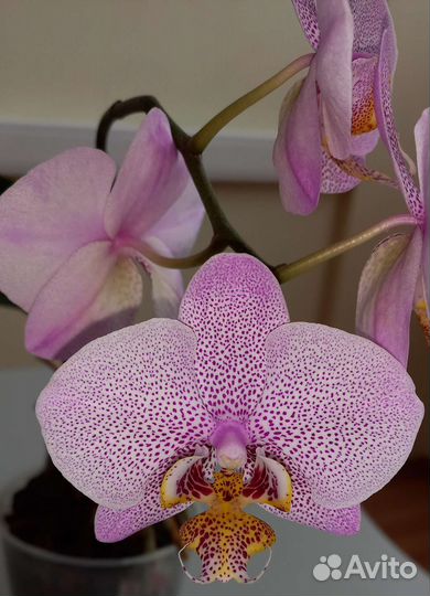 Орхидея фаленопсис Манхэттен