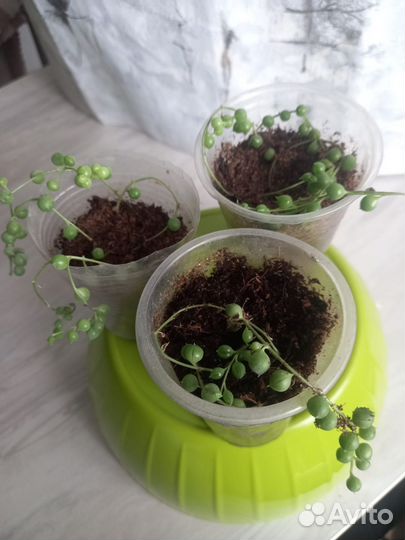 Крестовник роули