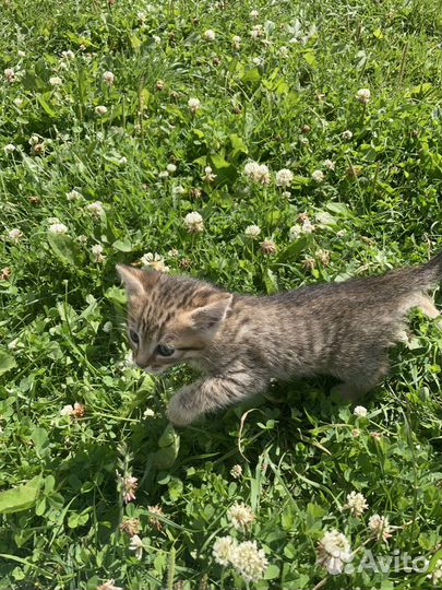 Котята мышеловы бесплатно