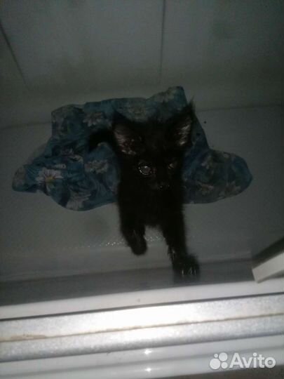 Помогите котёнку