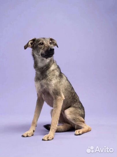 Собачка в добрые руки