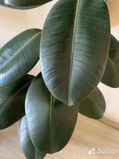 Фикус каучуконосный большой