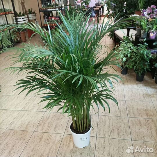 Пальма арека