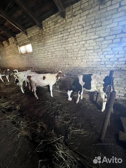 Телки молочные