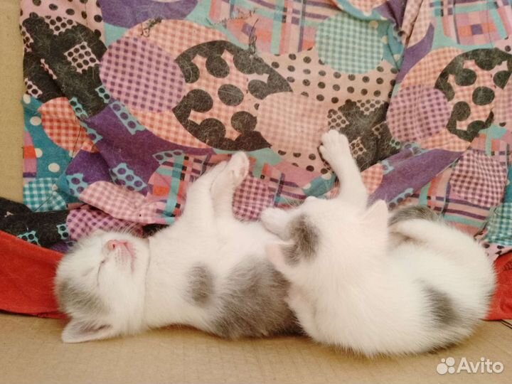Котята в добрые руки