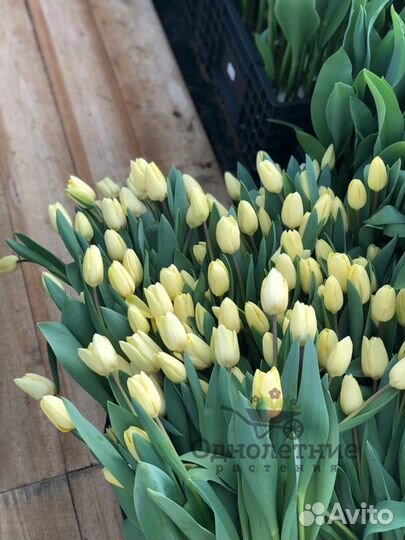 Тюльпаны от производителя