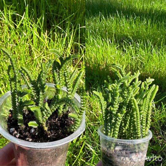 Суккуленты