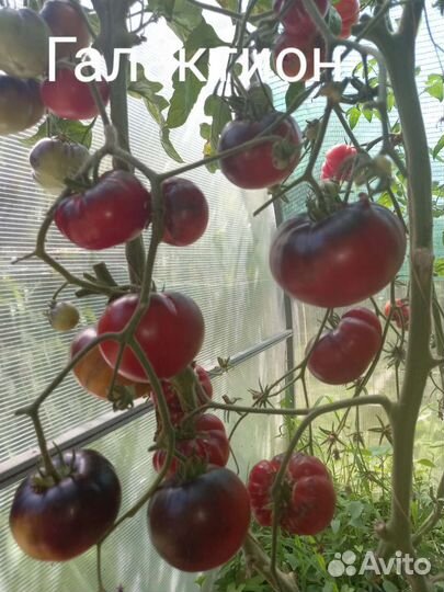 Семена коллекционных сортов томатов