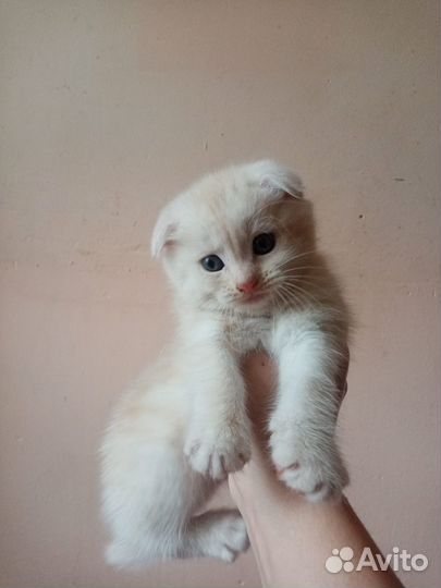 Вислоухие котята в добрые руки бесплатно
