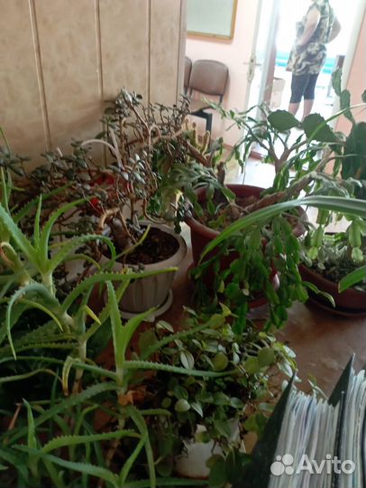 Комнатные растения цветы бесплатно