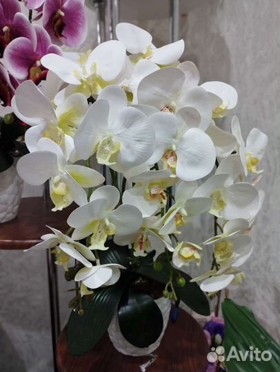 Орхидея дендробиум
