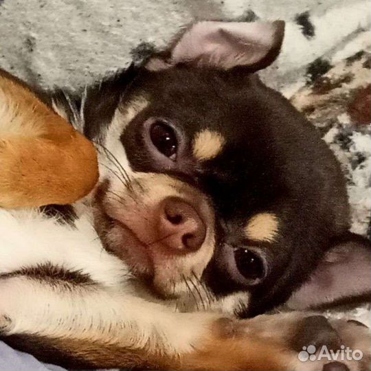 Собака на вязку