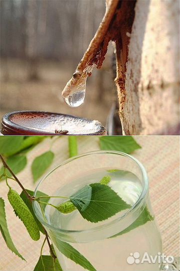 Березовый квас