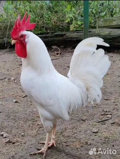 Яйцо инкубационное кур породы Леггорн