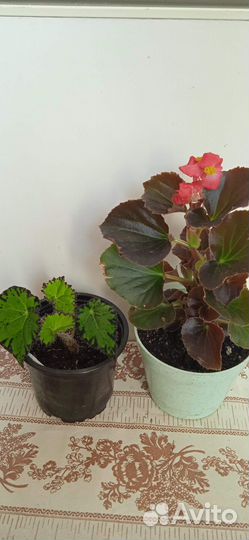 Бегония фиалка