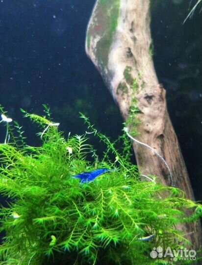 Креветки, растения, рыбы