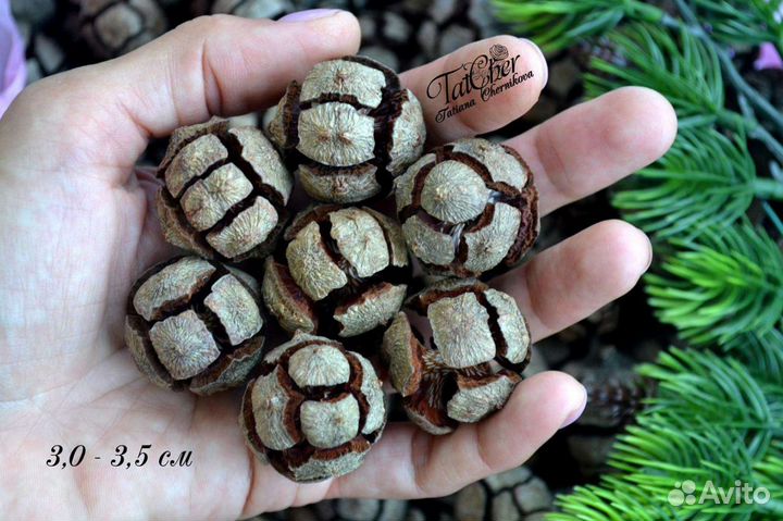 Шишки кипариса отборные урожай 2023г