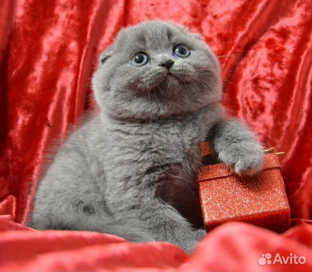 Клубные шотландские малыши