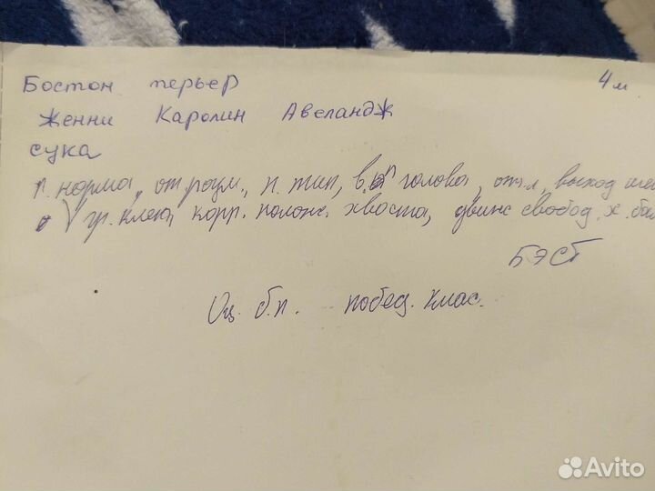 Французский бульдог