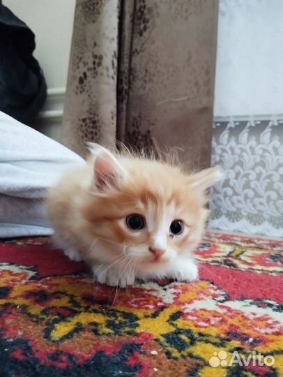 Отдаём 2 котят