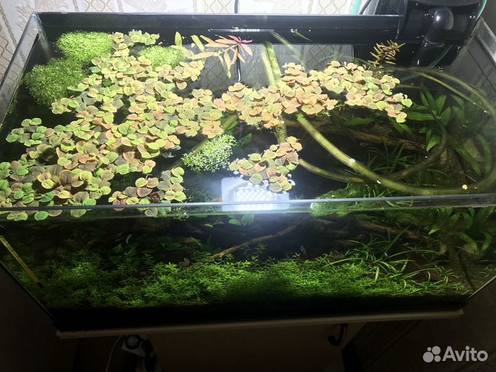 Аквариумные растения