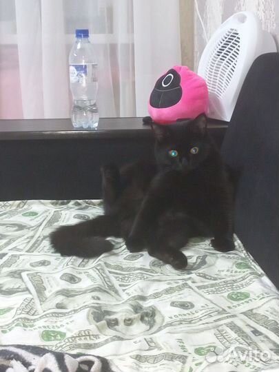 Отдам в добрые руки кошку